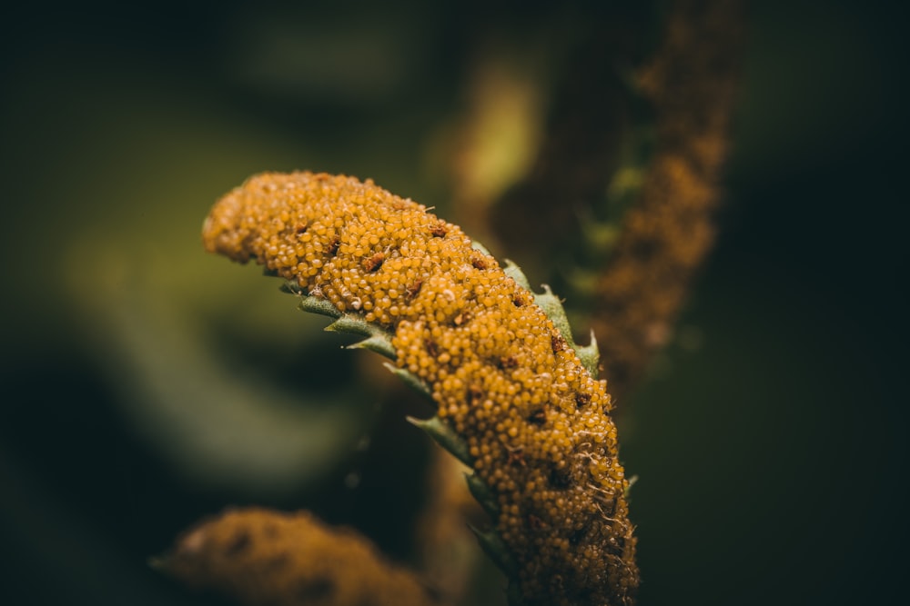 a close up of a yellow plant