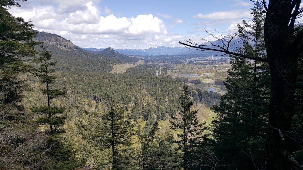 una vista di una foresta