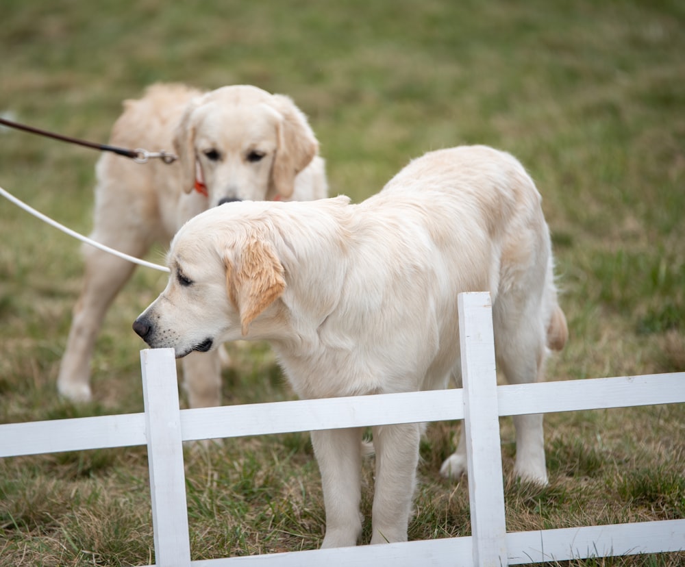 a couple of dogs on a leash