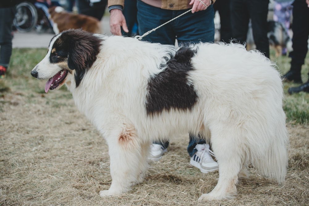 a dog standing on grass