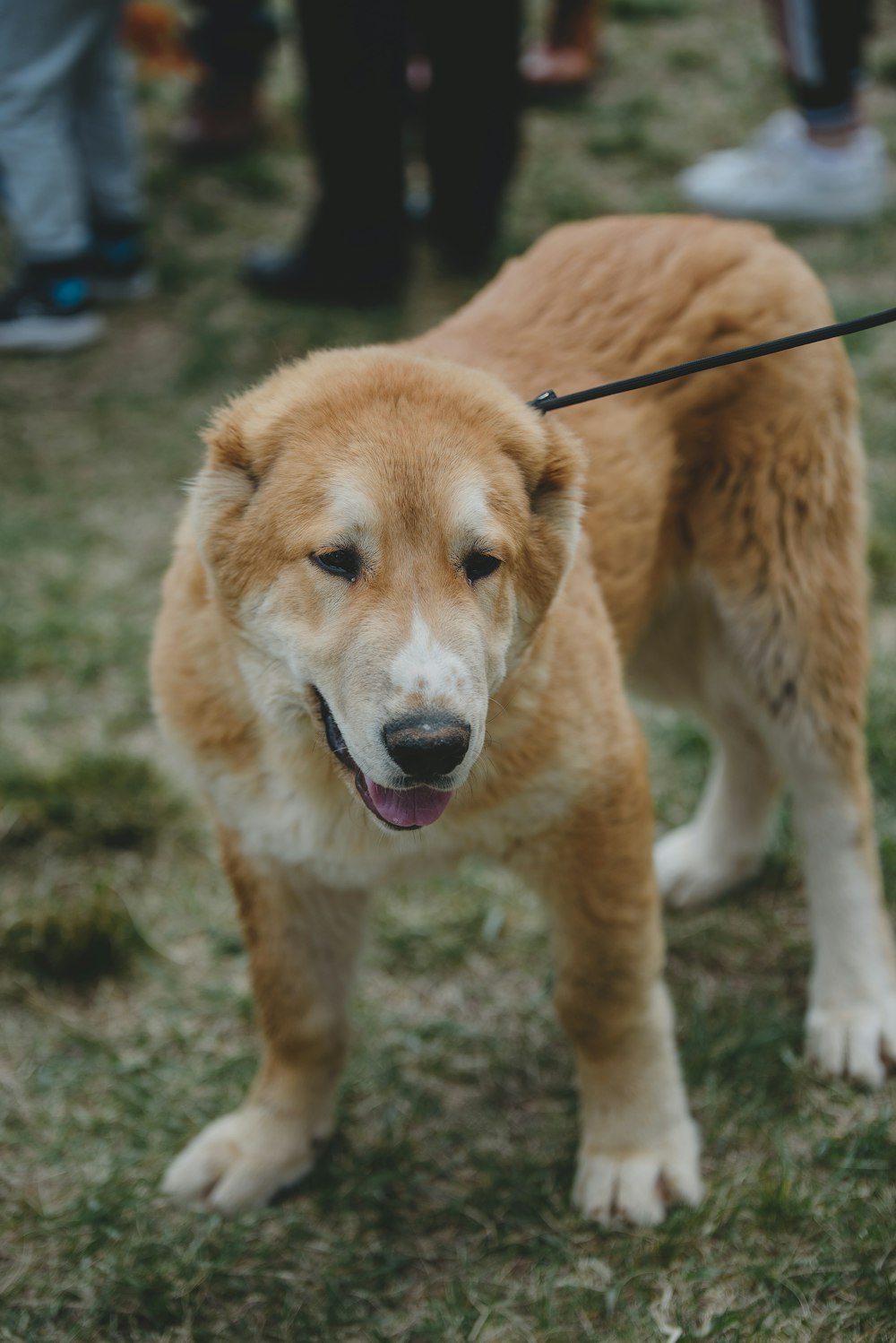 a dog on a leash