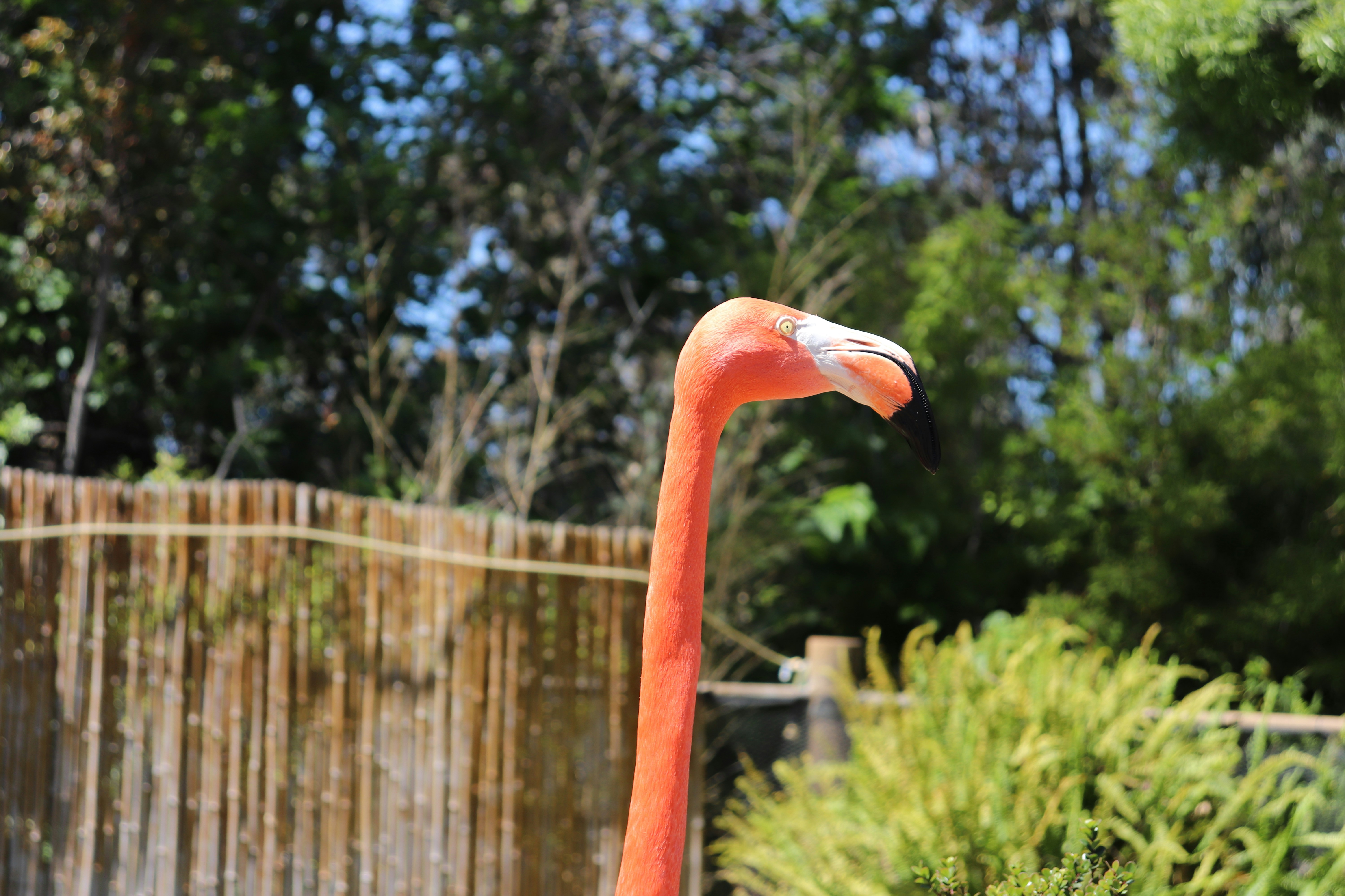 a flamingo with a long neck
