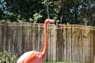a flamingo in front of a fence
