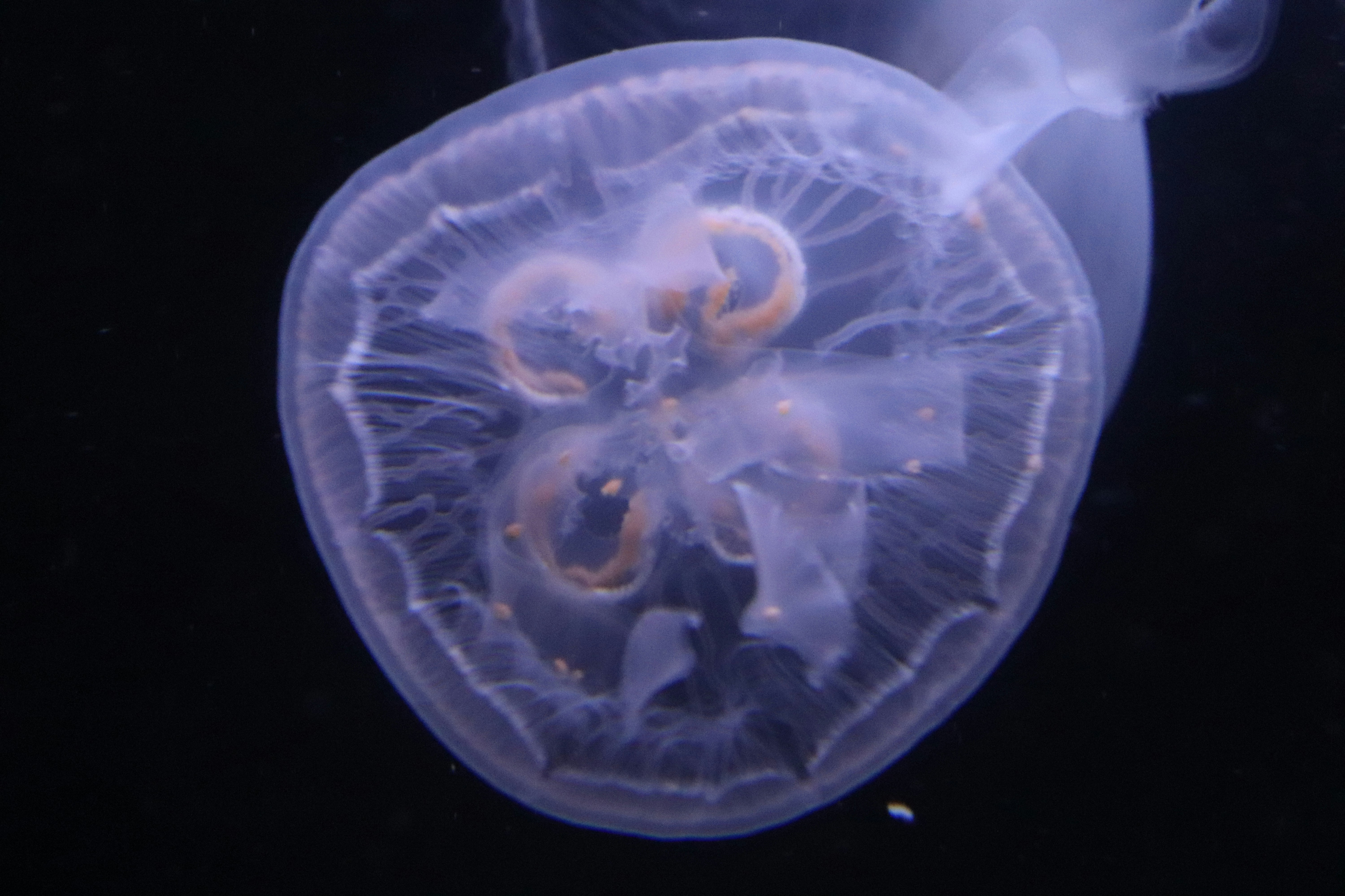 Impresión de póster de Medusas del mundo: ¡FIRMADO POR EL ARTISTA! - Etsy  México, image size:3000x2000