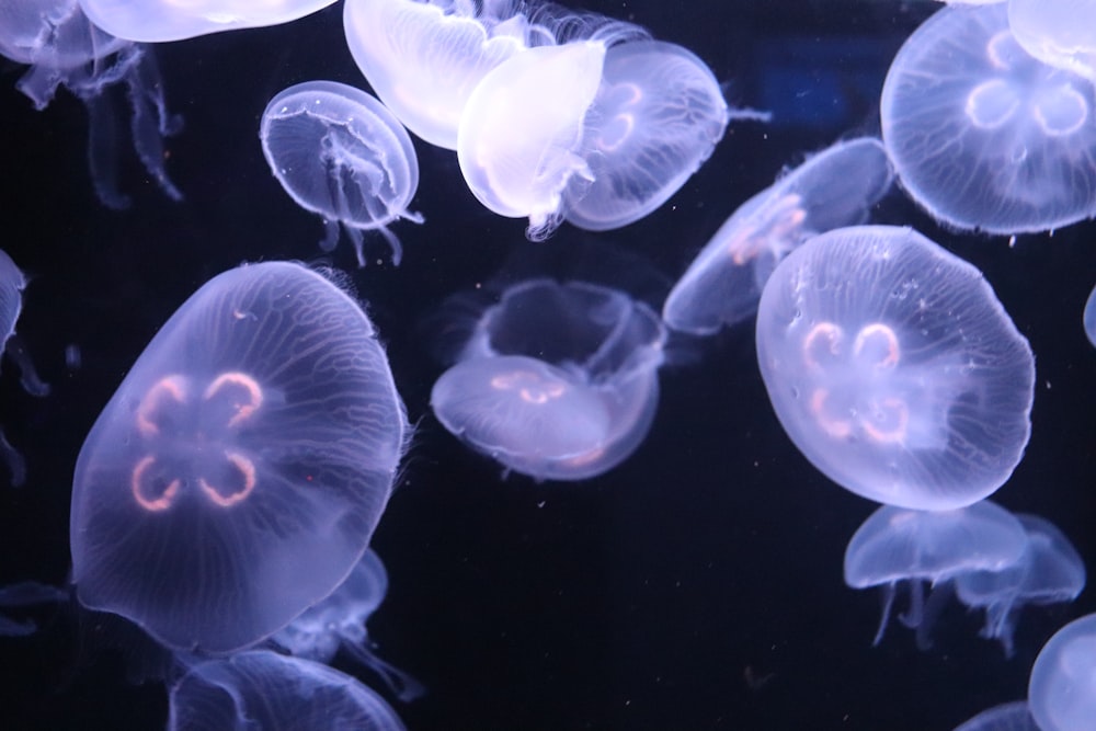 a group of jellyfish