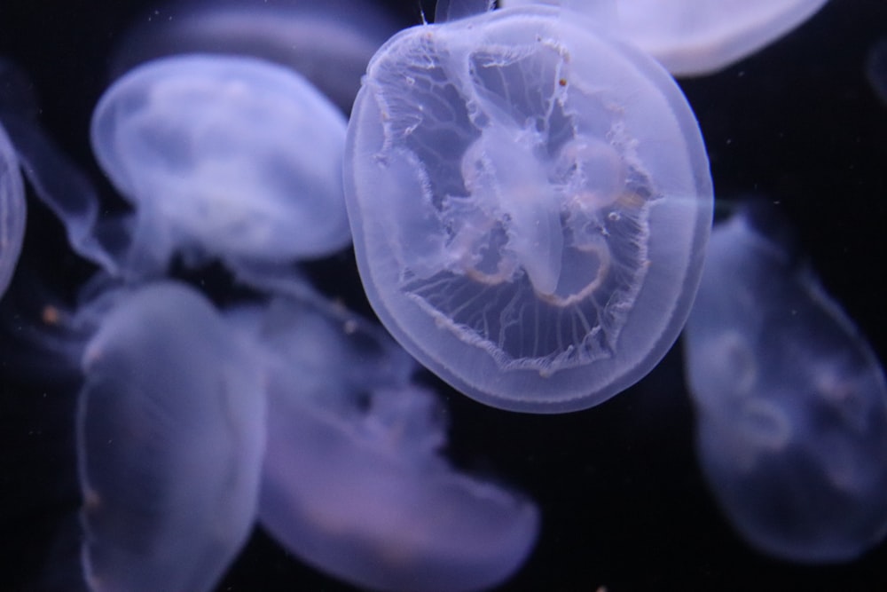 a group of jellyfish