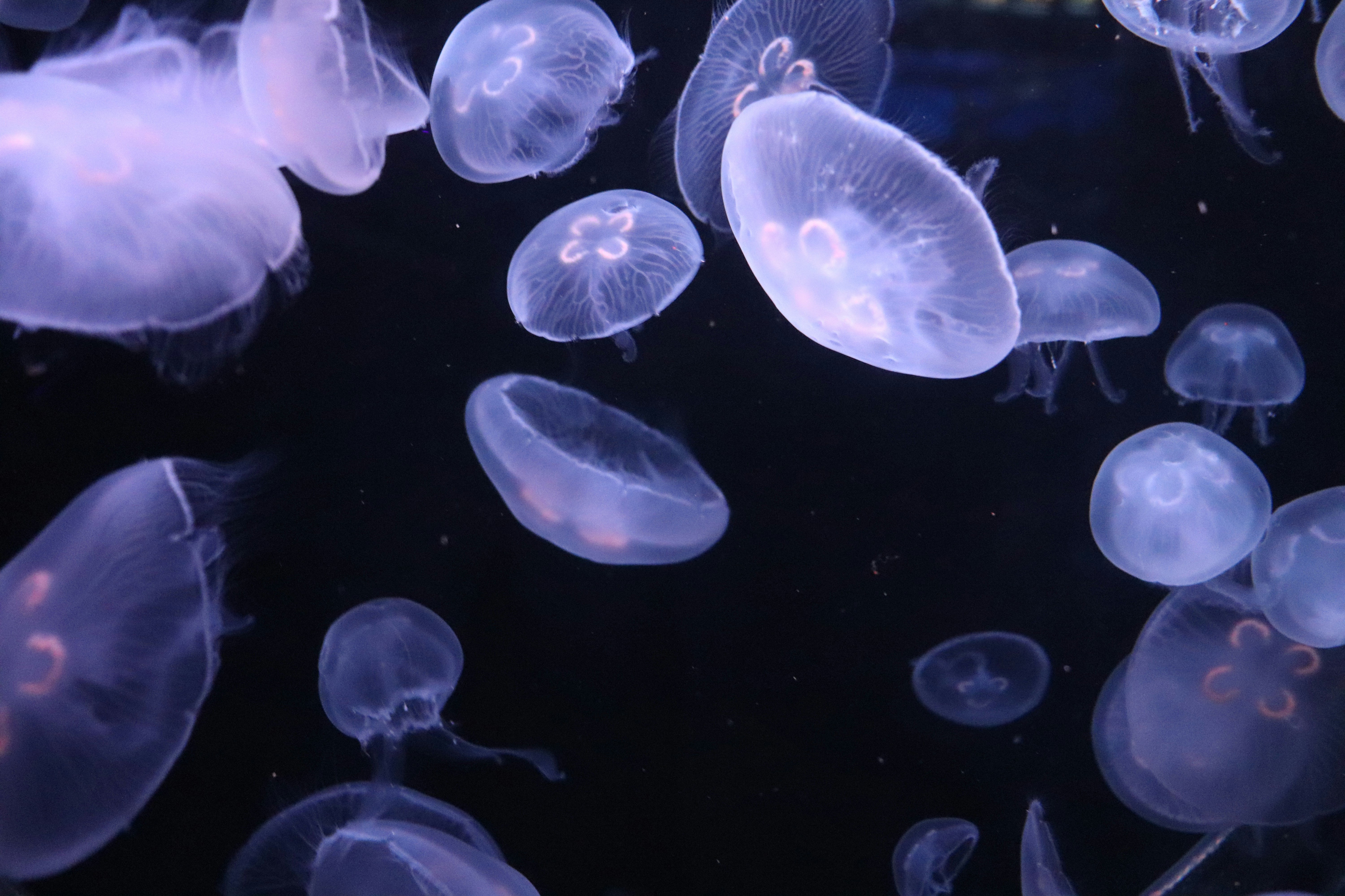 a group of jellyfish