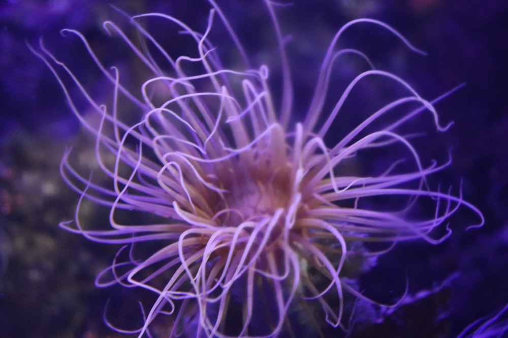 a purple and white sea creature