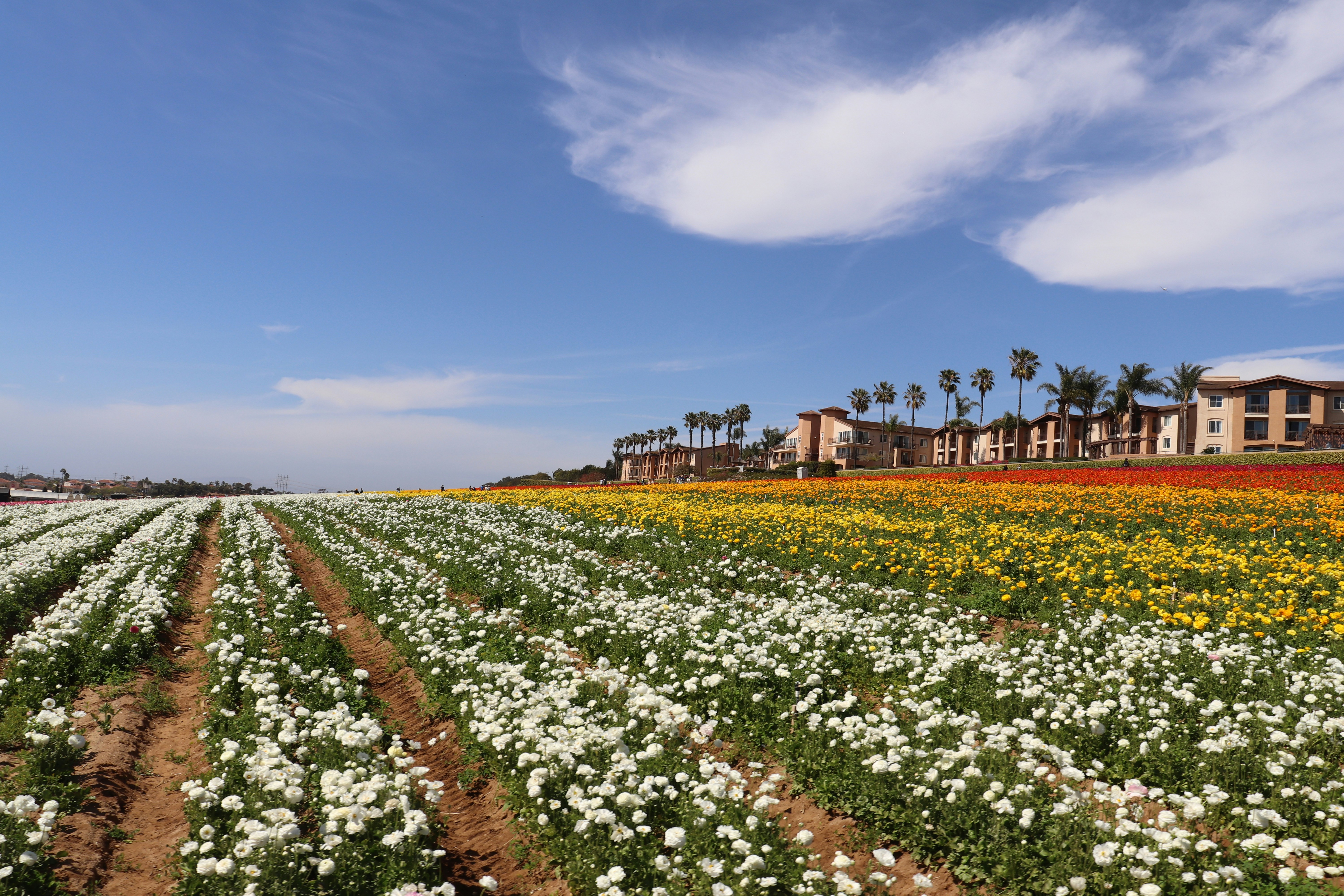How Permaculture is Reshaping Agricultural Practices in Moroccan Communities
