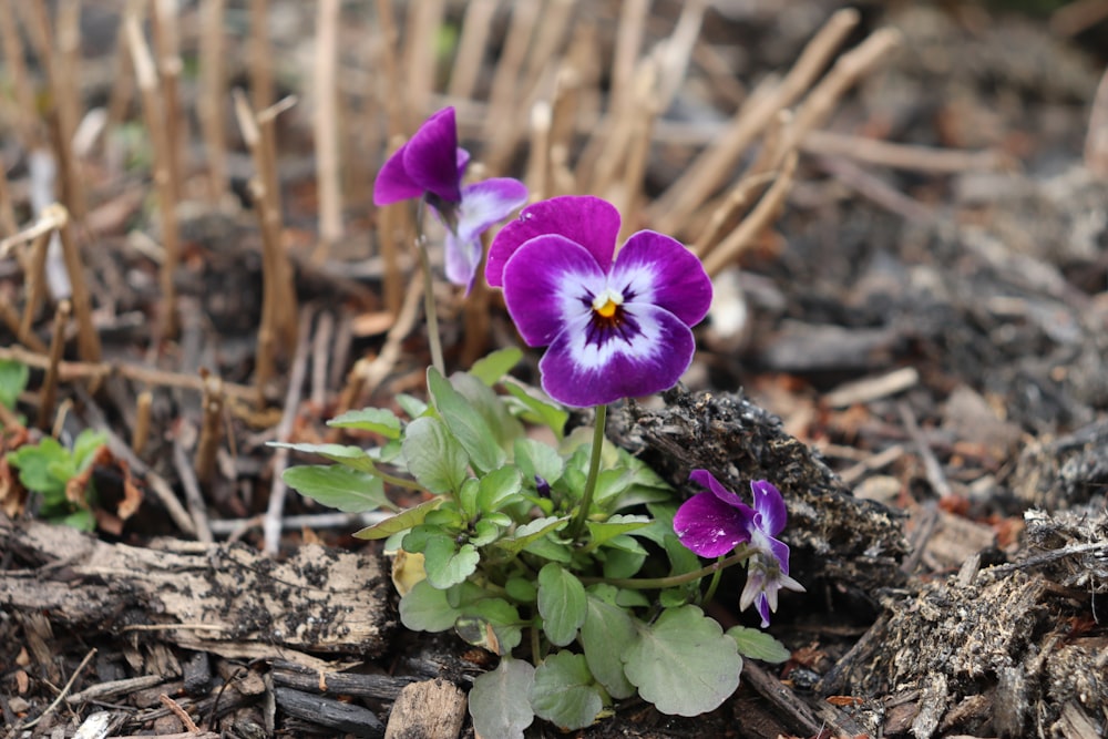 purple flowers on a plant