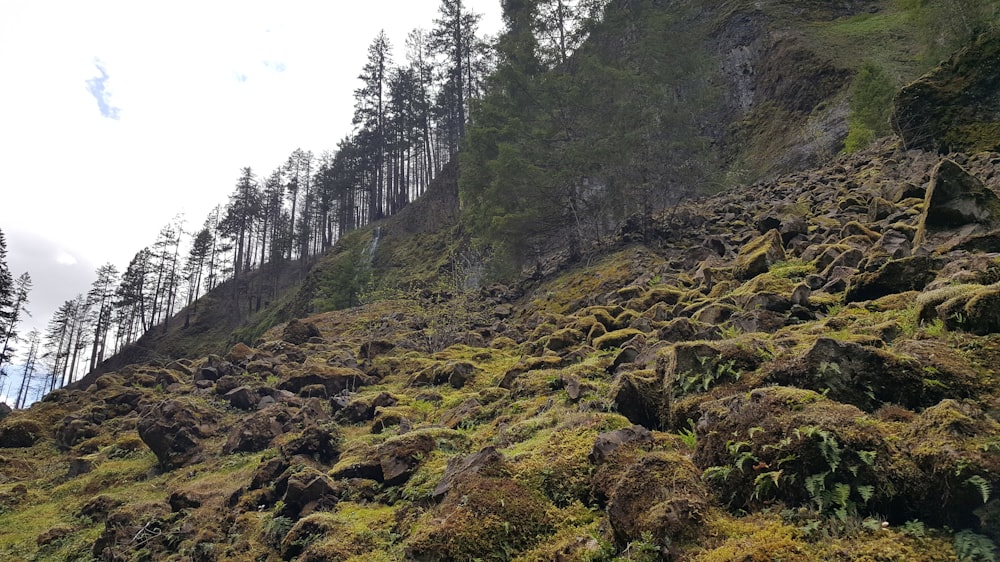 a rocky hillside with trees