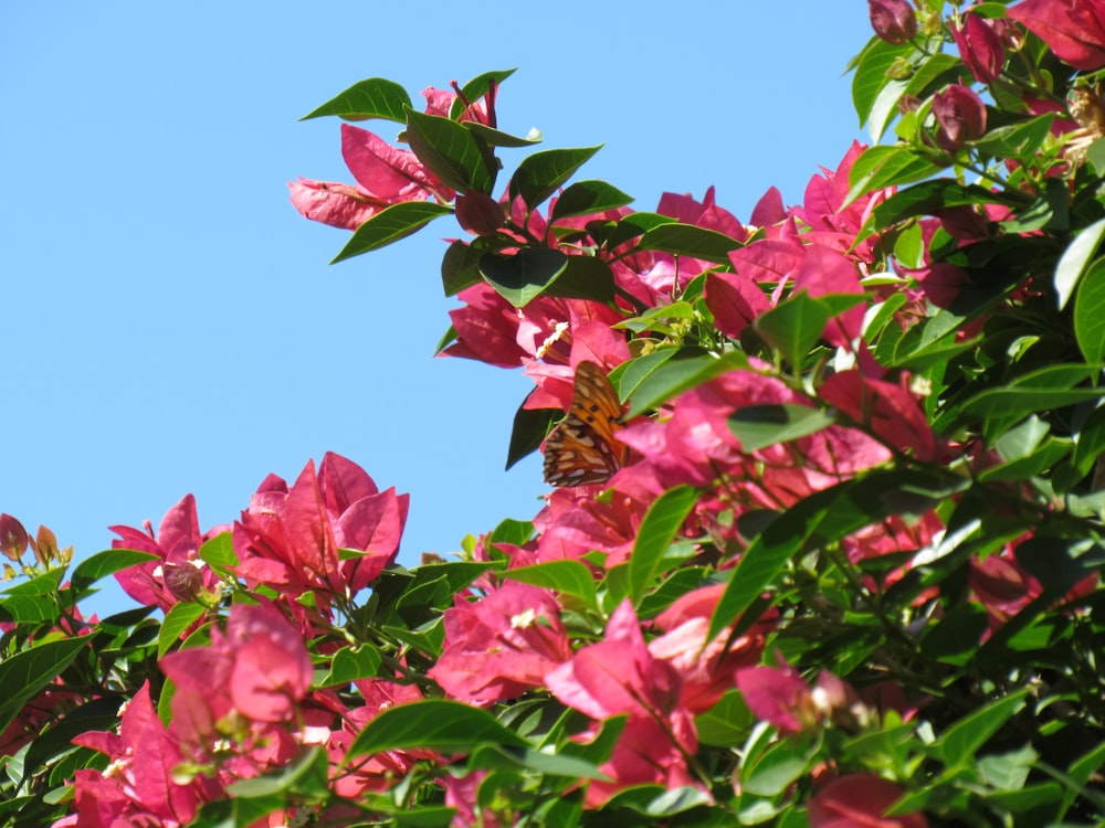 a close up of some flowers