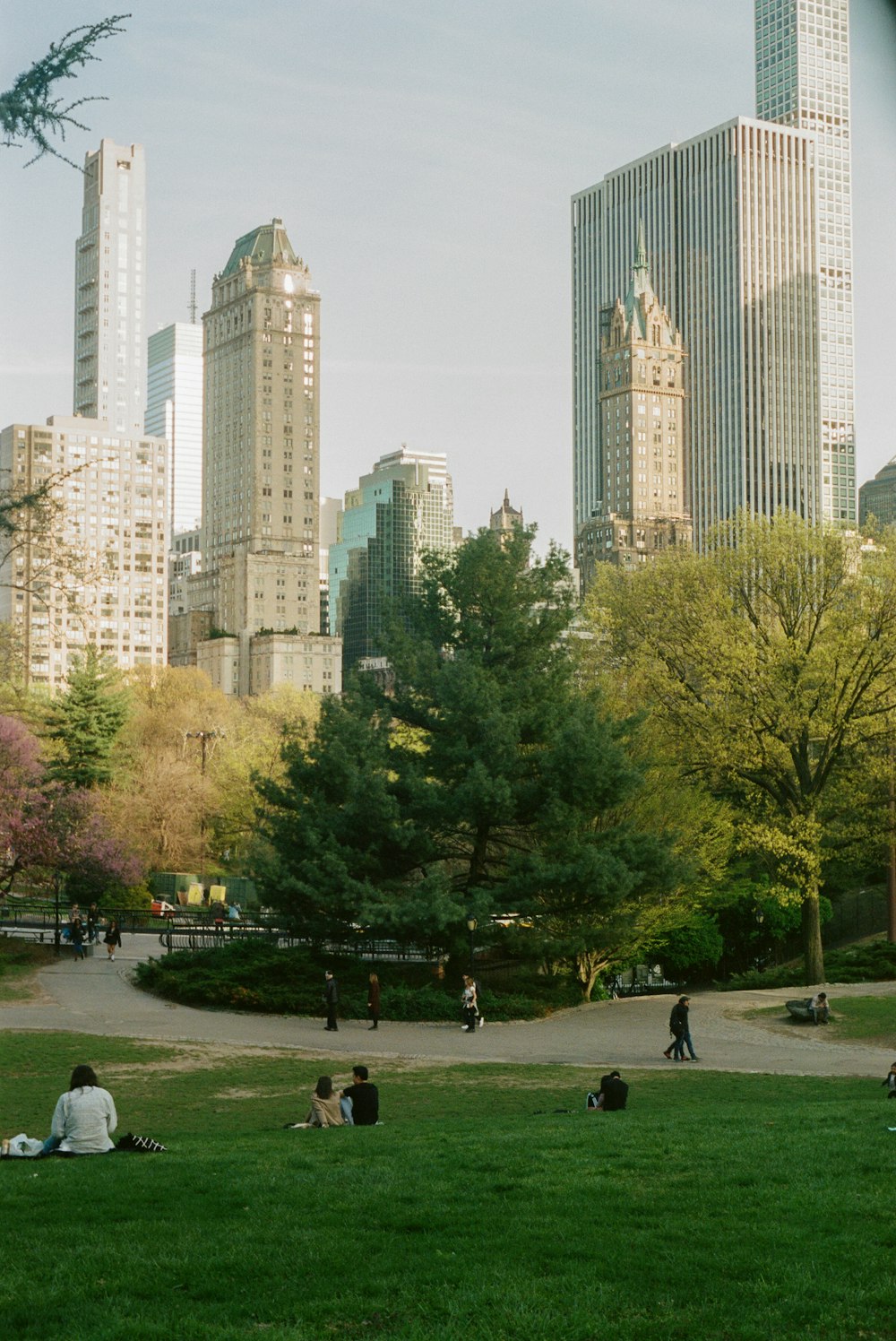 a park with trees and tall buildings in the background