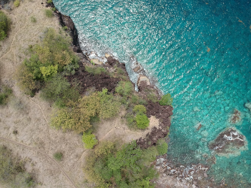 a rocky beach with plants and water