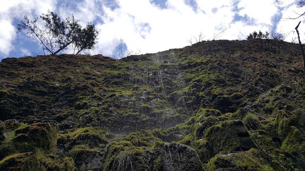 una collina con alberi su di esso