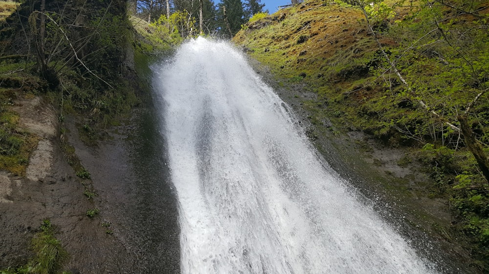 a river running through a forest