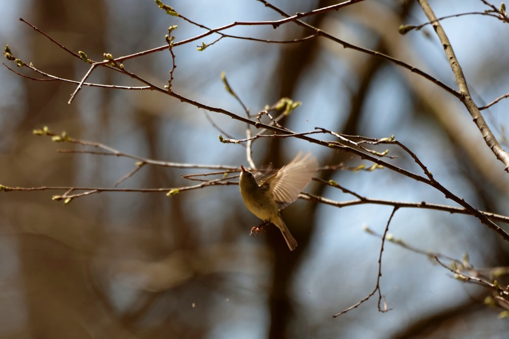 a bird flying in the air