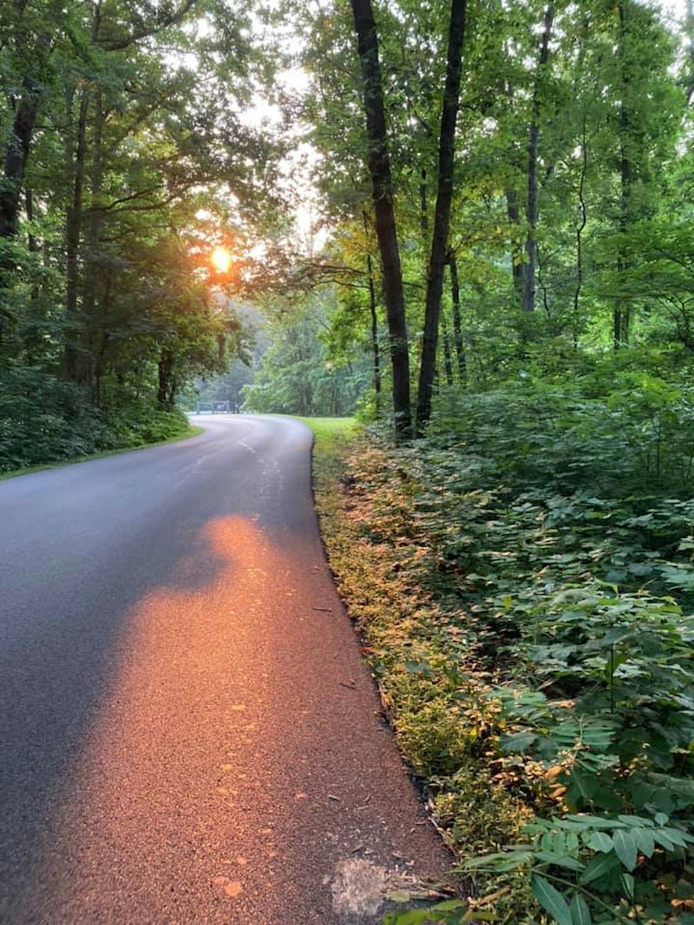 a road in the woods