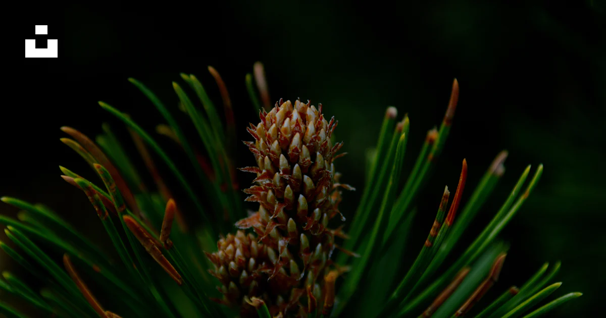 Foto Una piña con hojas verdes – Imagen Agujas de pino gratis en Unsplash