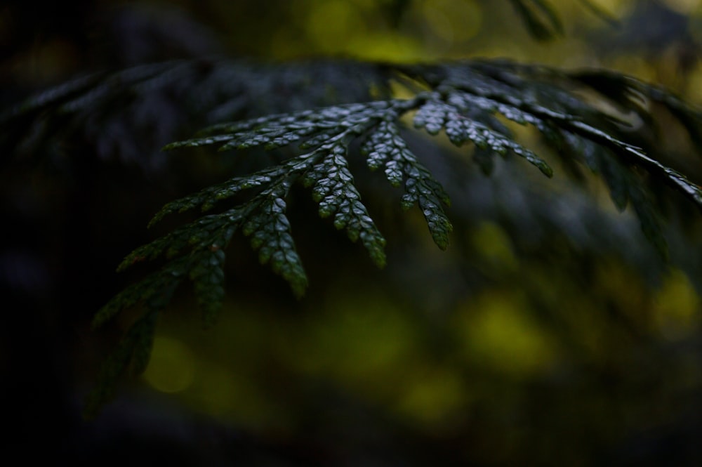 a close up of a leaf