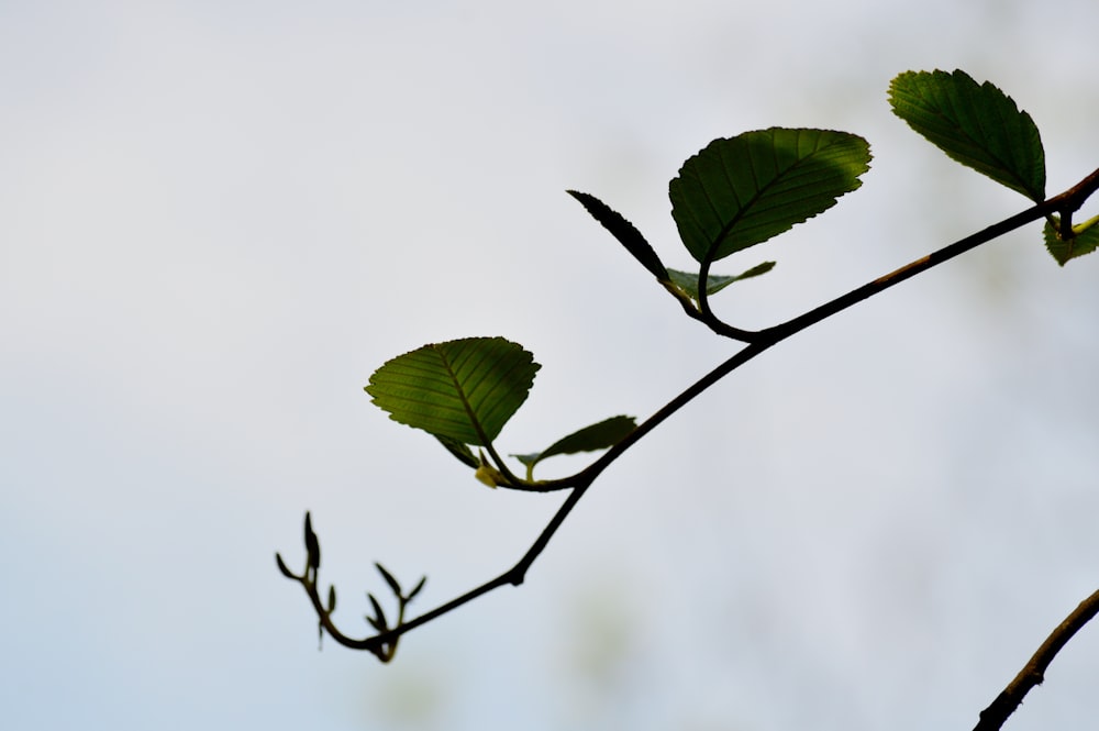 a branch with leaves