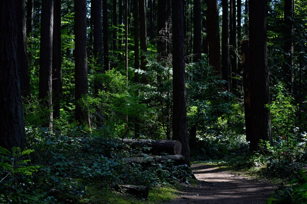 a path through a forest