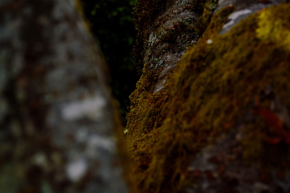 a close up of a tree trunk