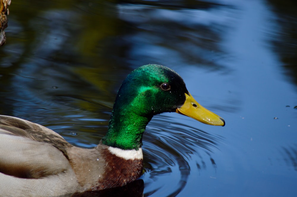 a duck swimming in water