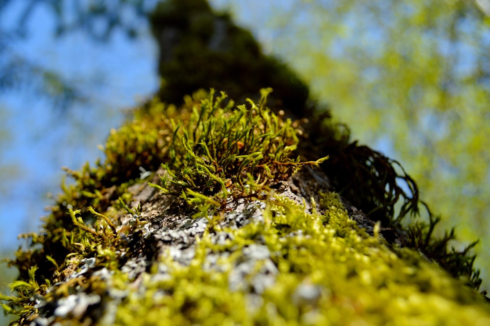 a mossy green plant