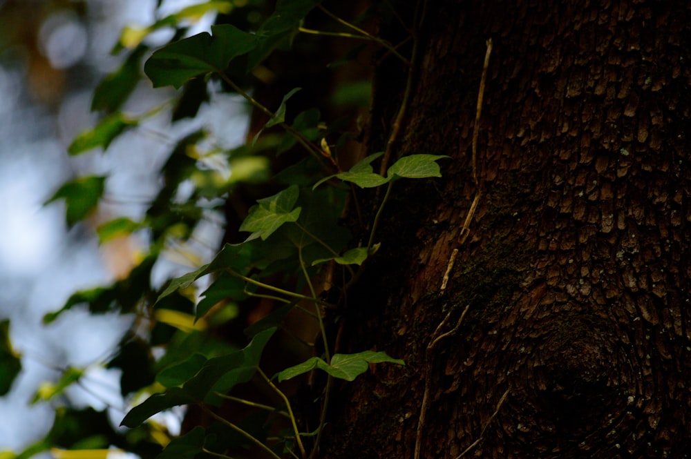 a close up of a tree