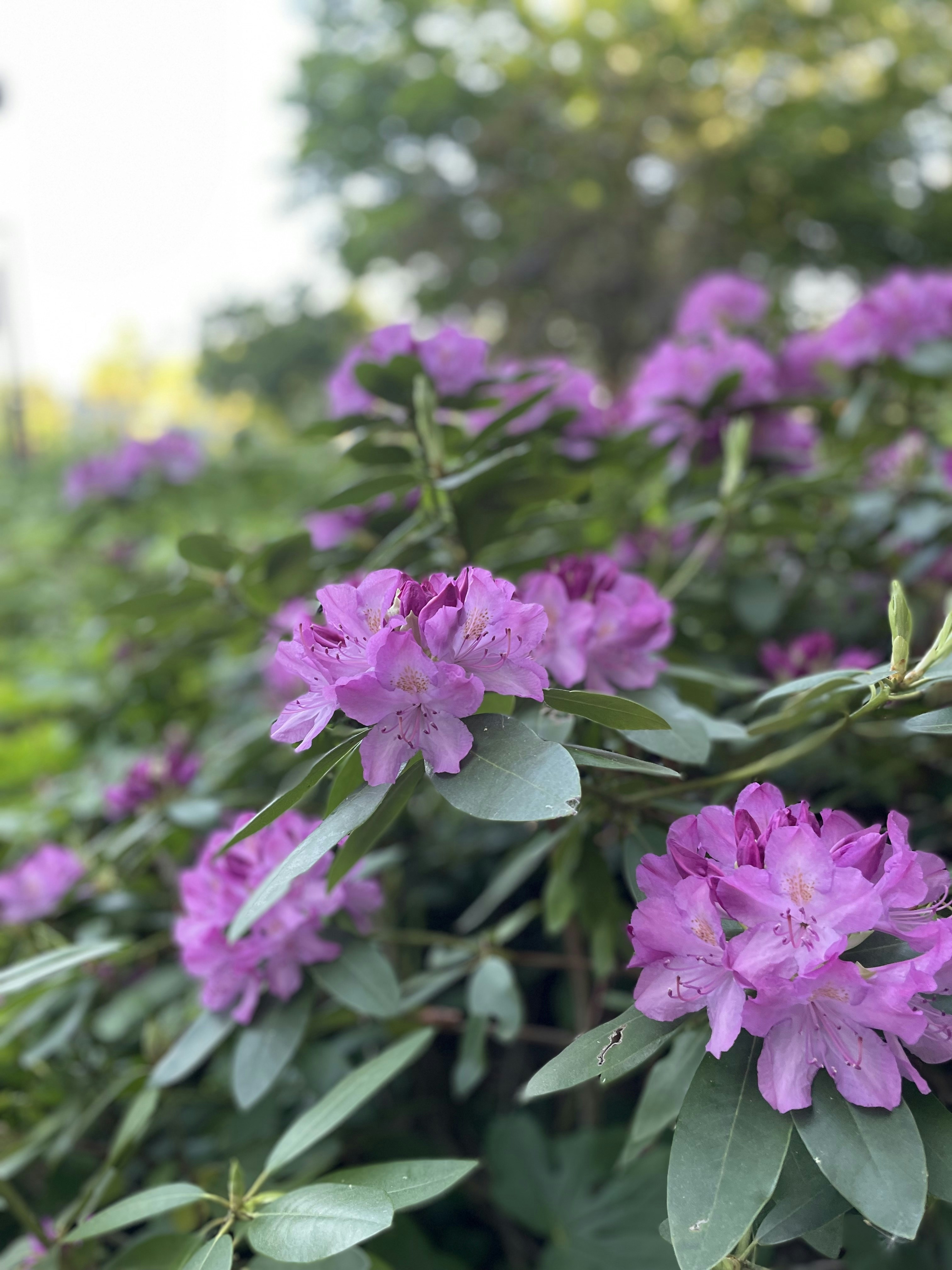 Photo by medhavavi123