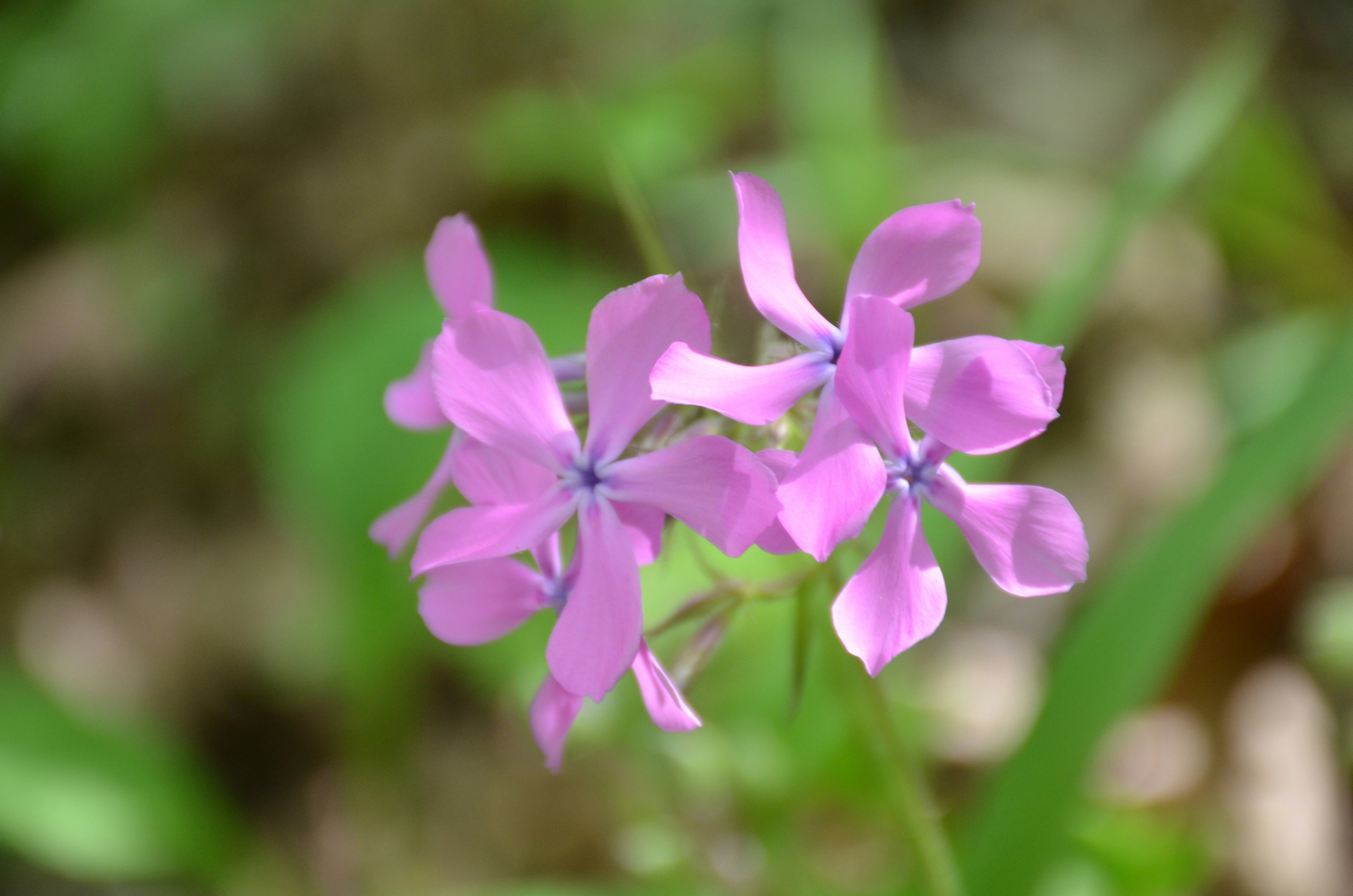 Photo by david_young