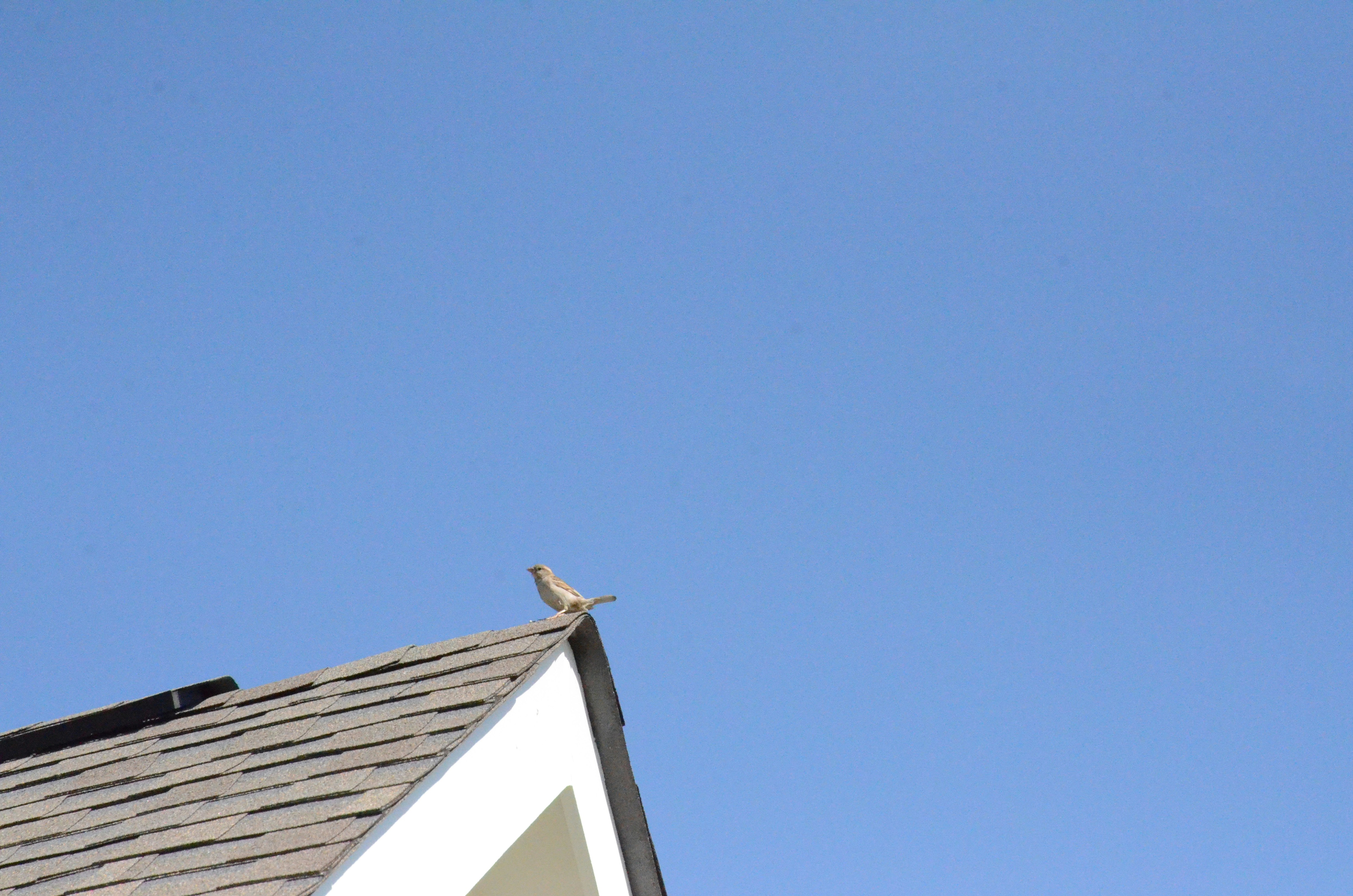 Photo by david_young