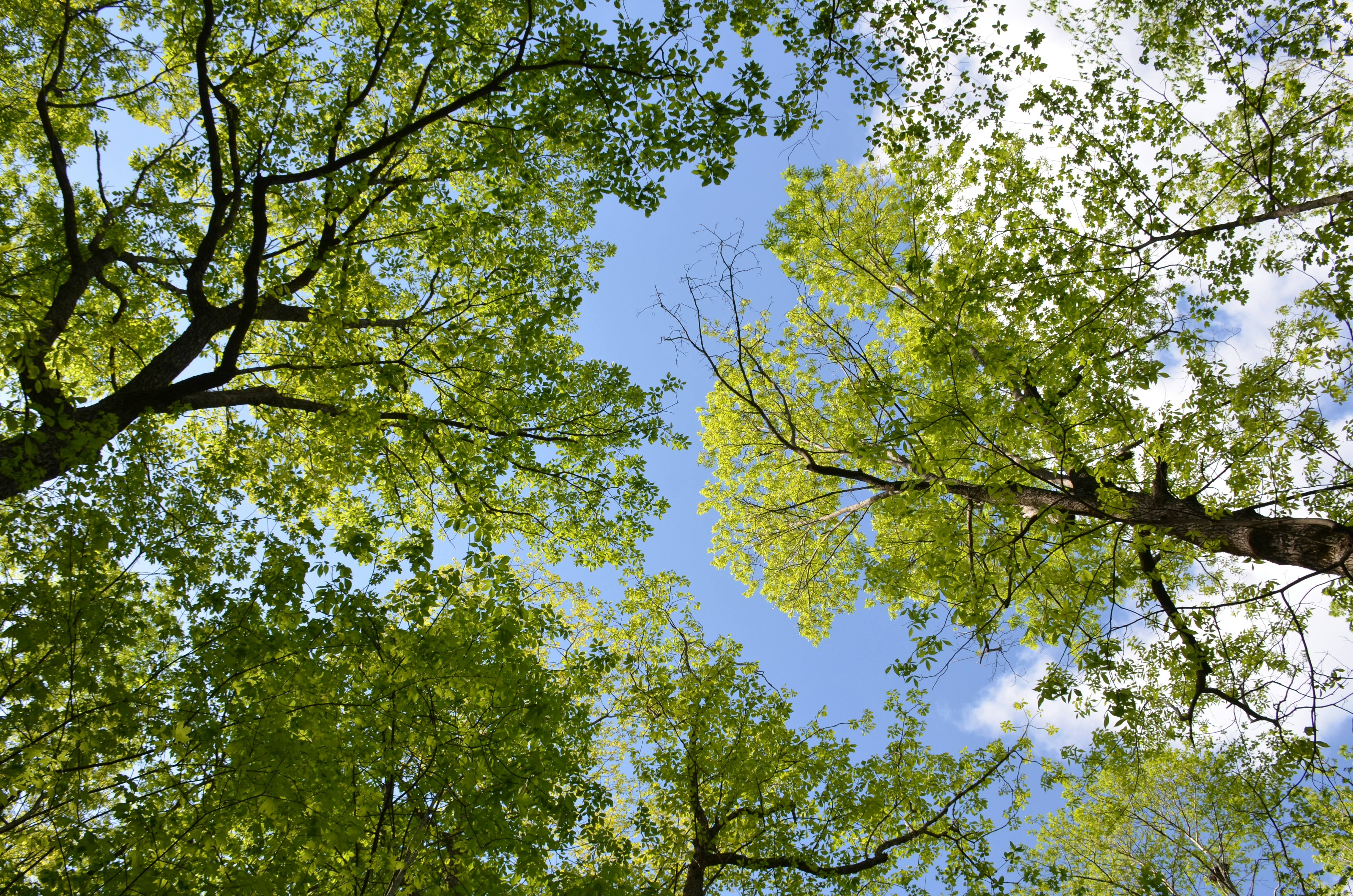 looking up at trees and blue sky