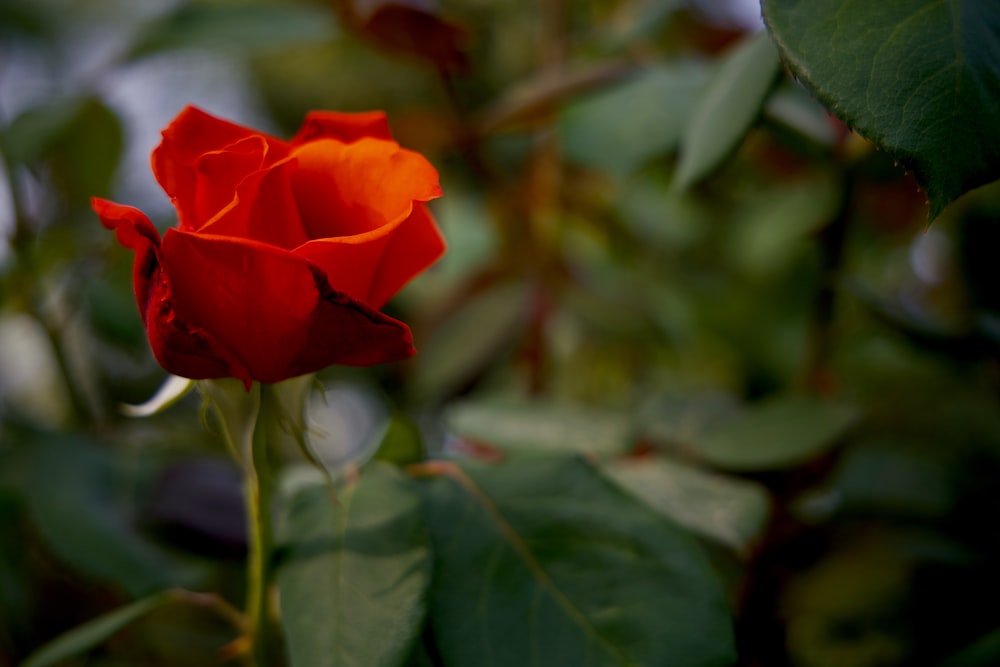 a close up of a red rose