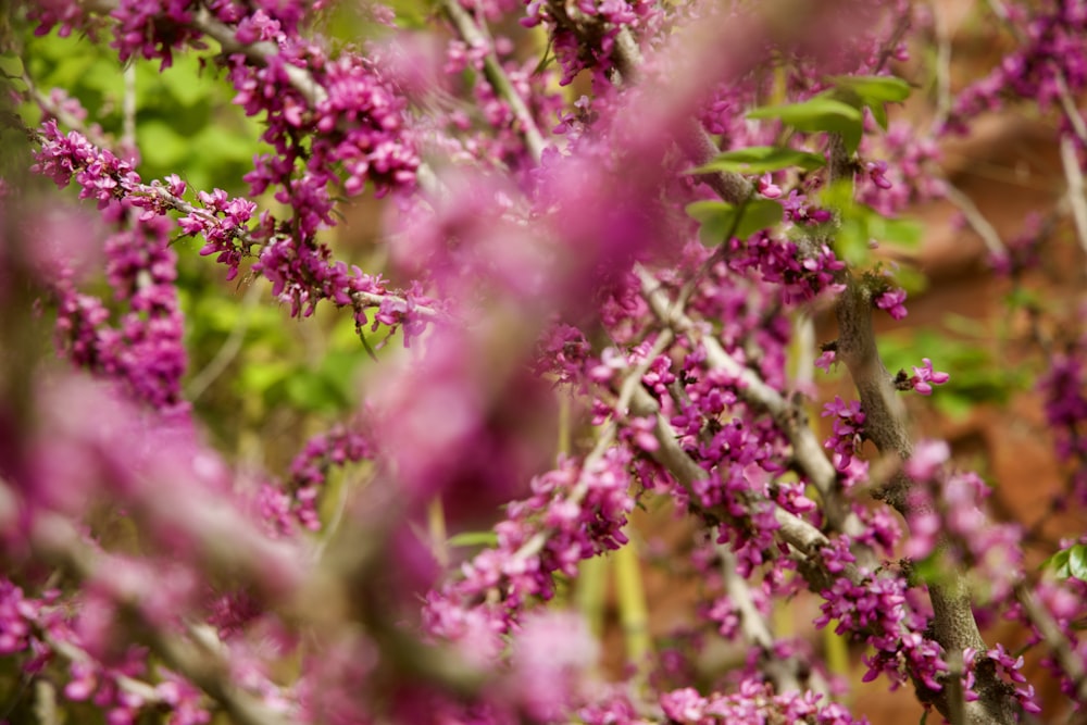 a close up of a tree branch