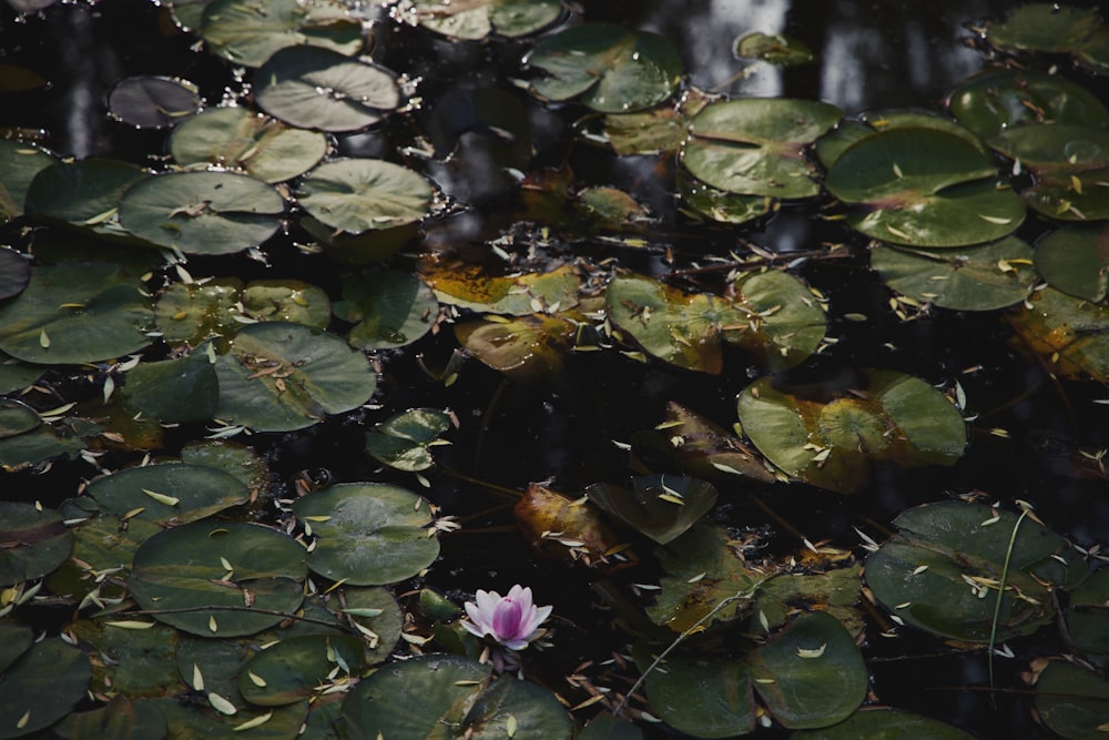 ユリのパッドと花のある池