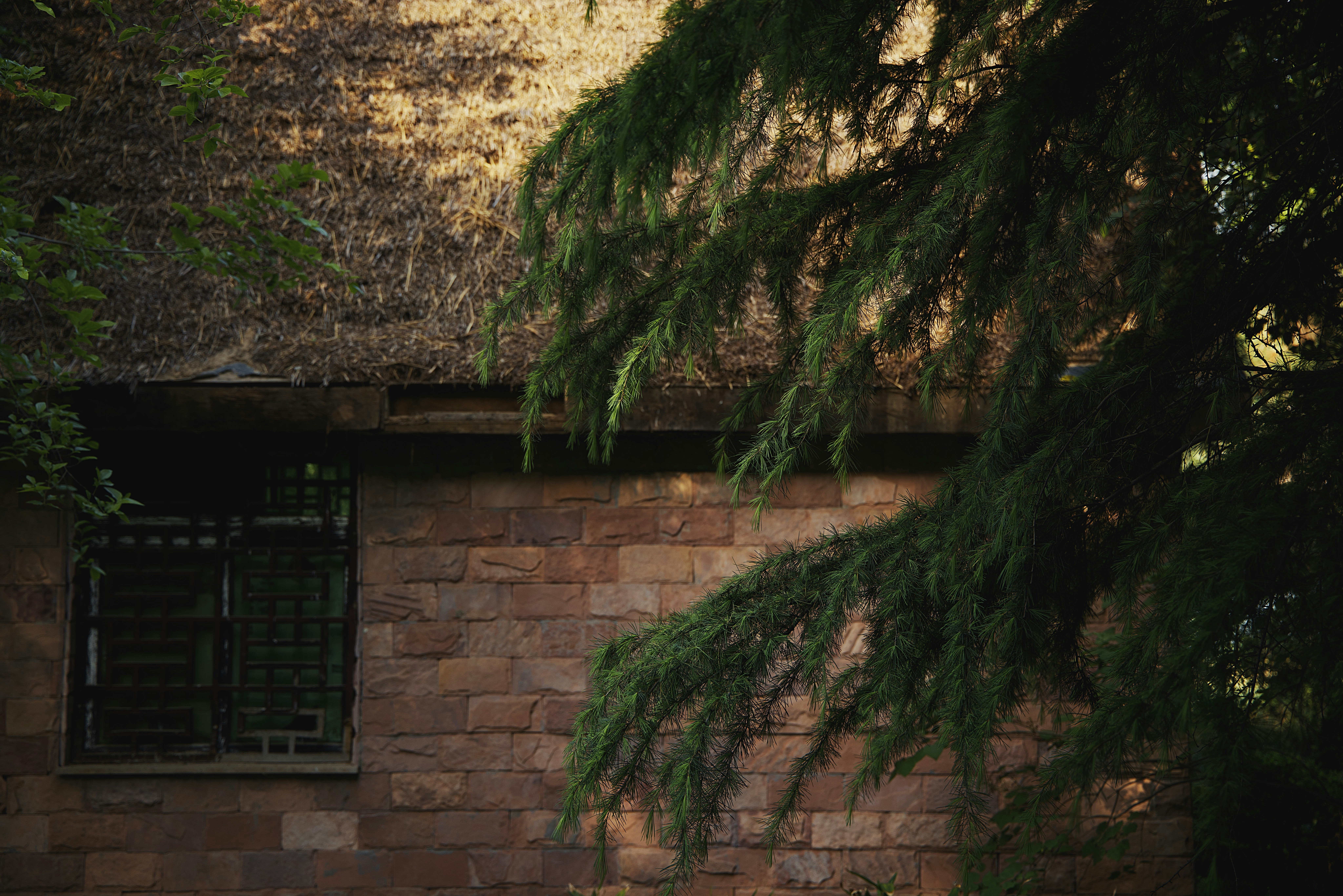 a tree next to a brick building, China Spring 2022 April