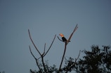 a bird on a tree branch