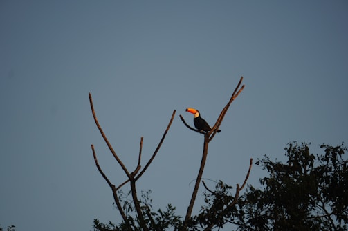 a bird on a tree branch