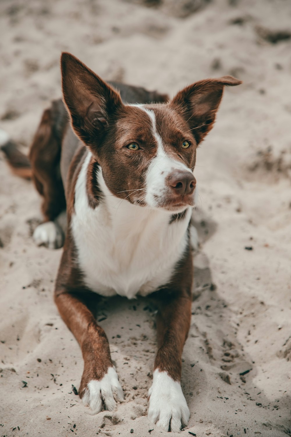 a dog standing on sand