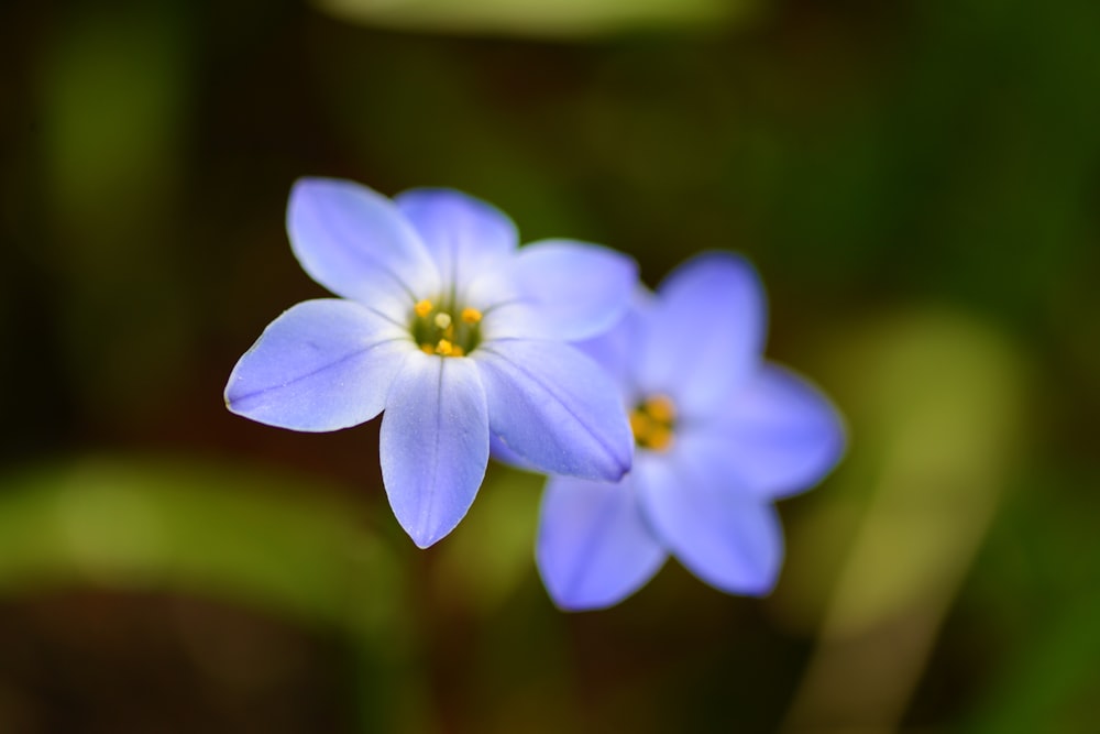 a couple of blue flowers