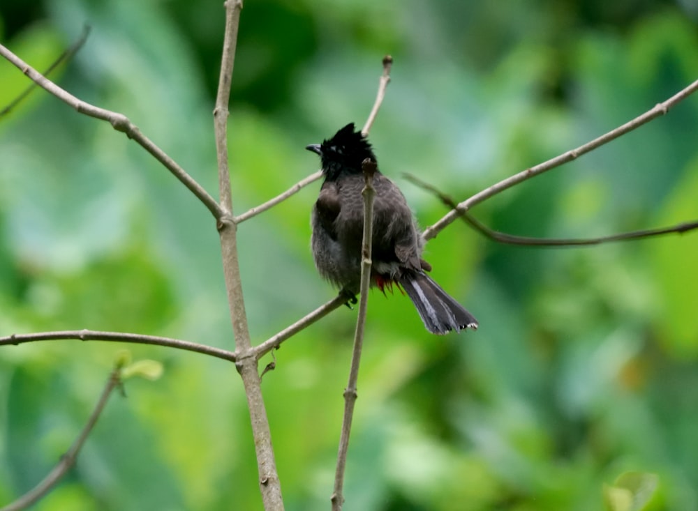 a bird sitting on a branch