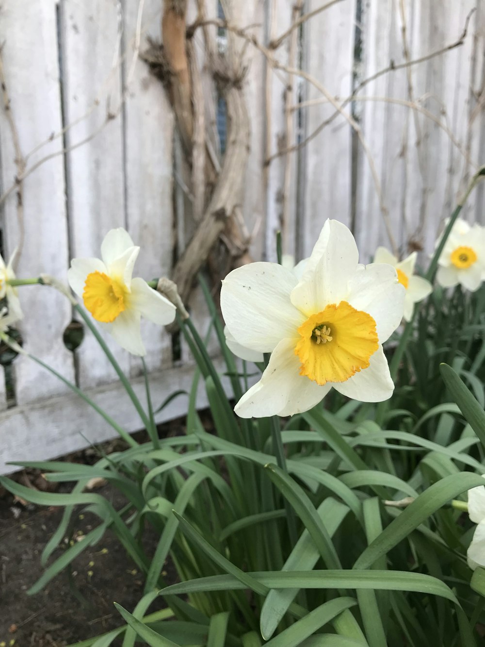 Un grupo de flores blancas