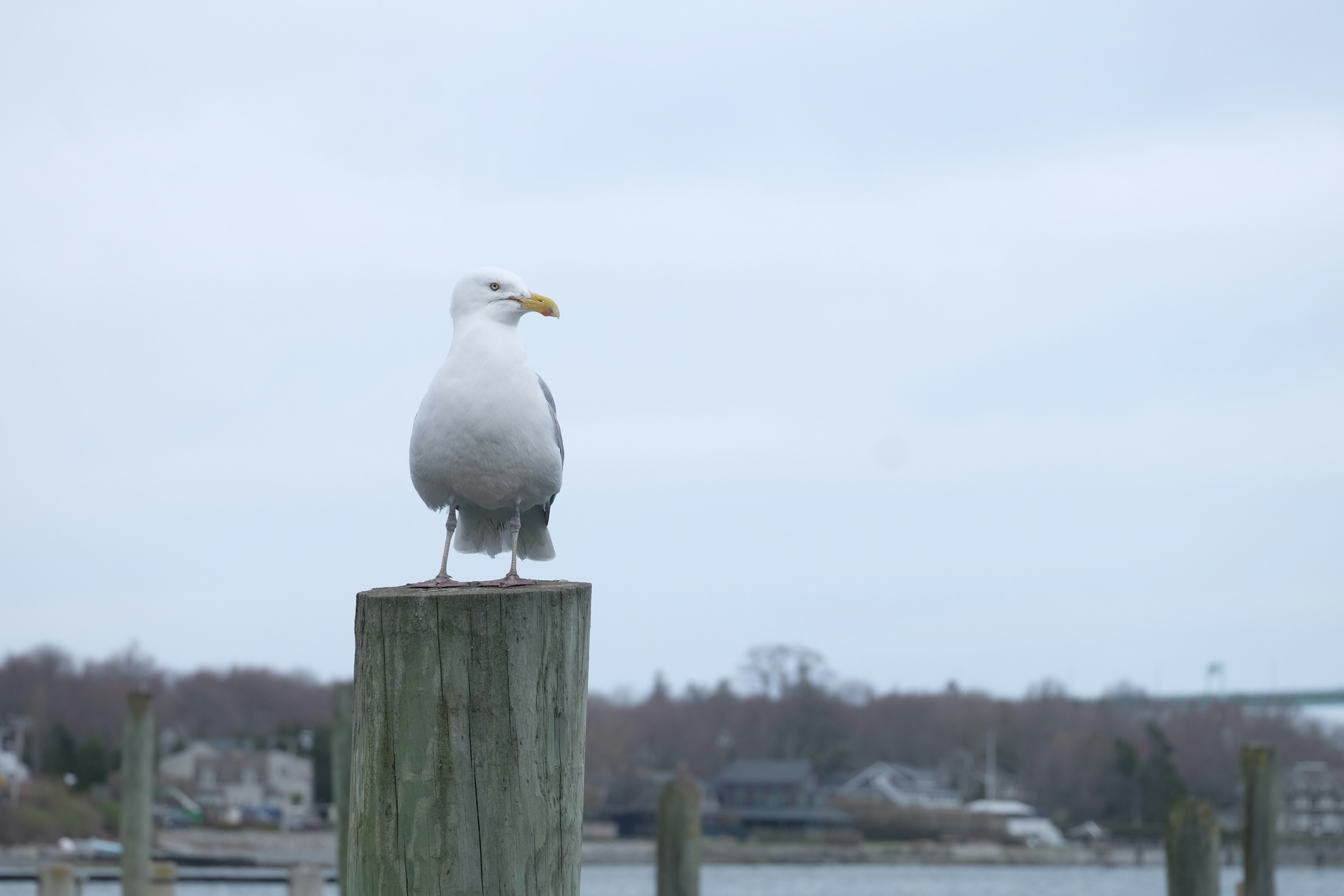 a seagull on a post