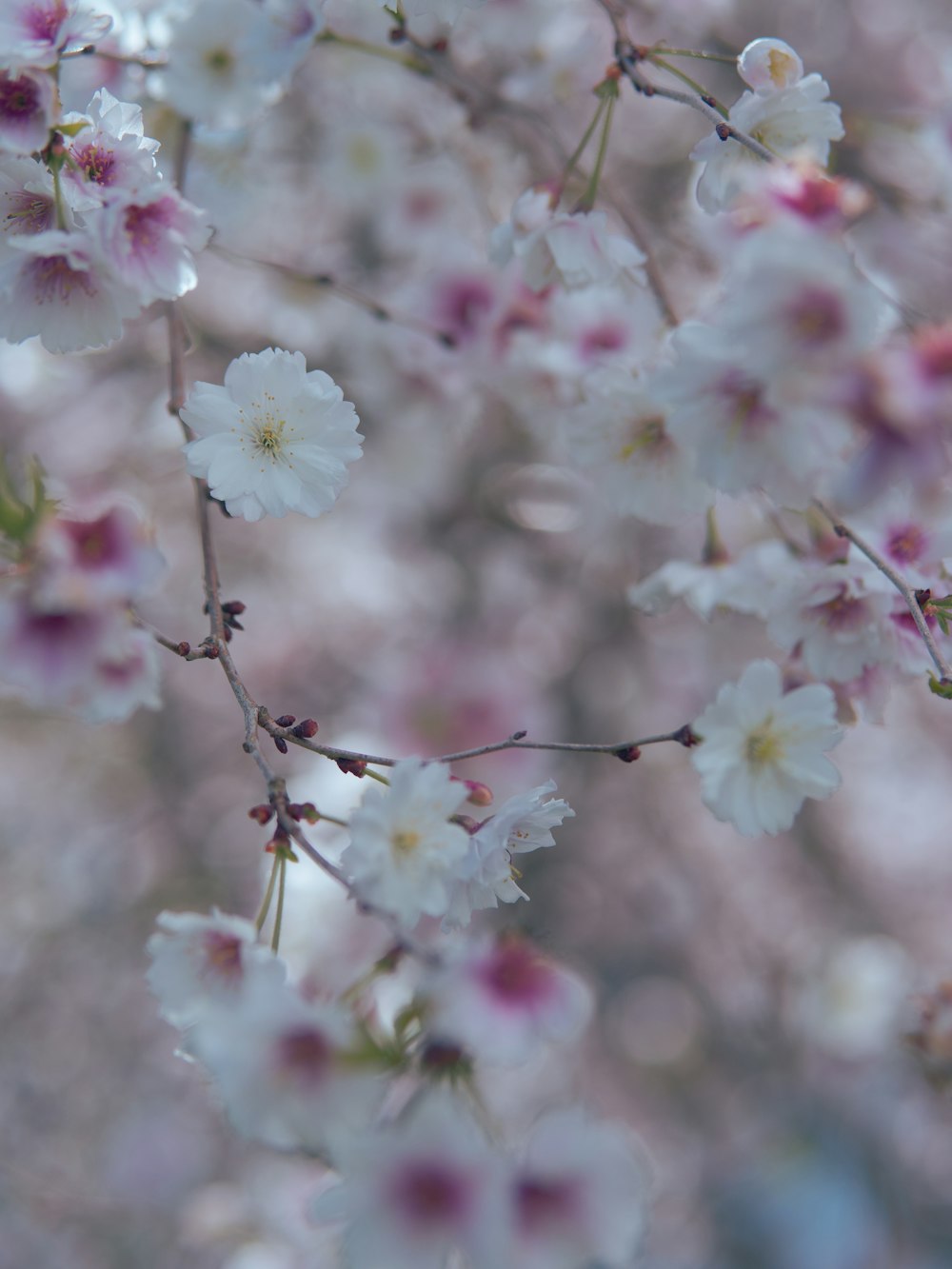 a close up of flowers