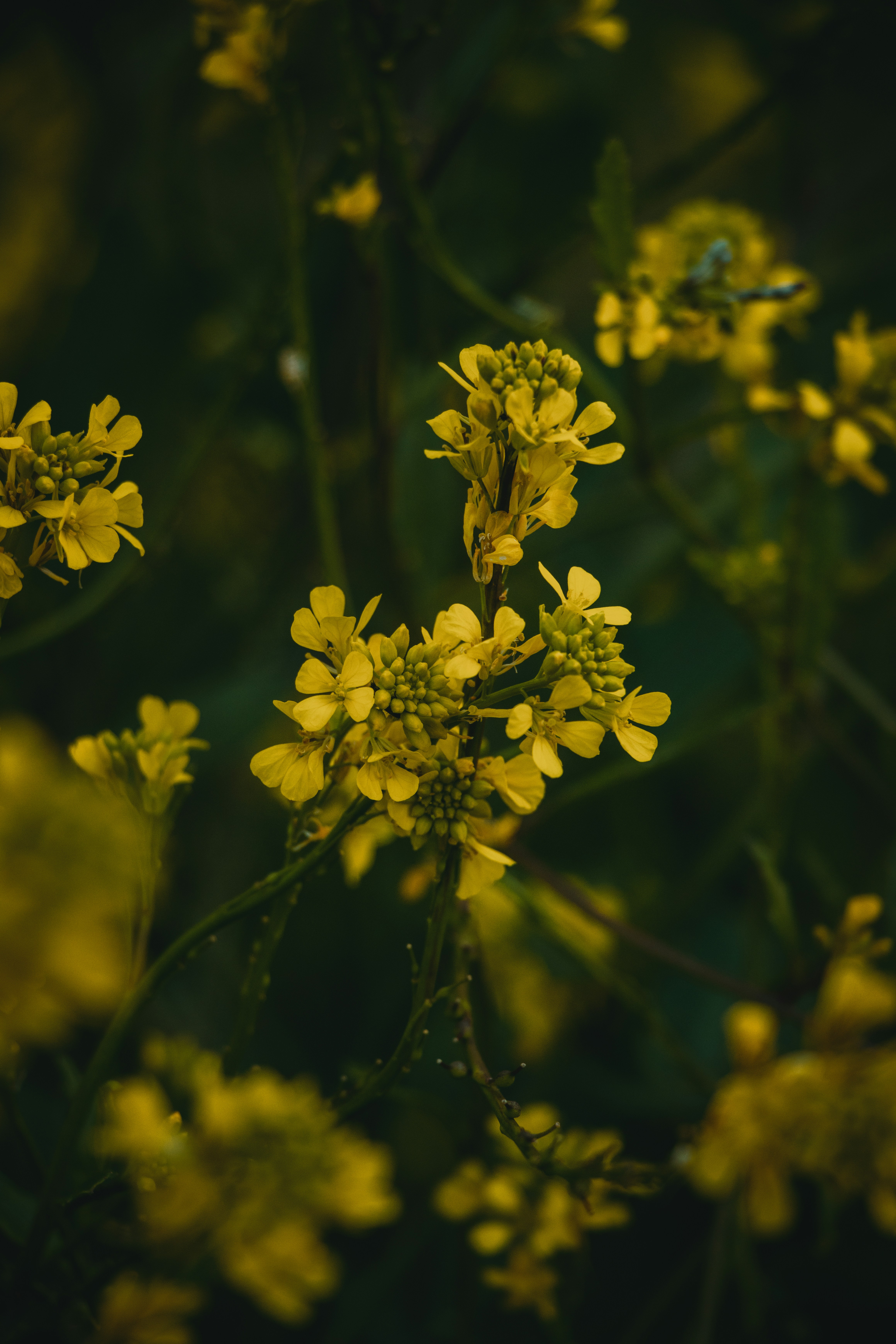 Photo by fragilyfugaz