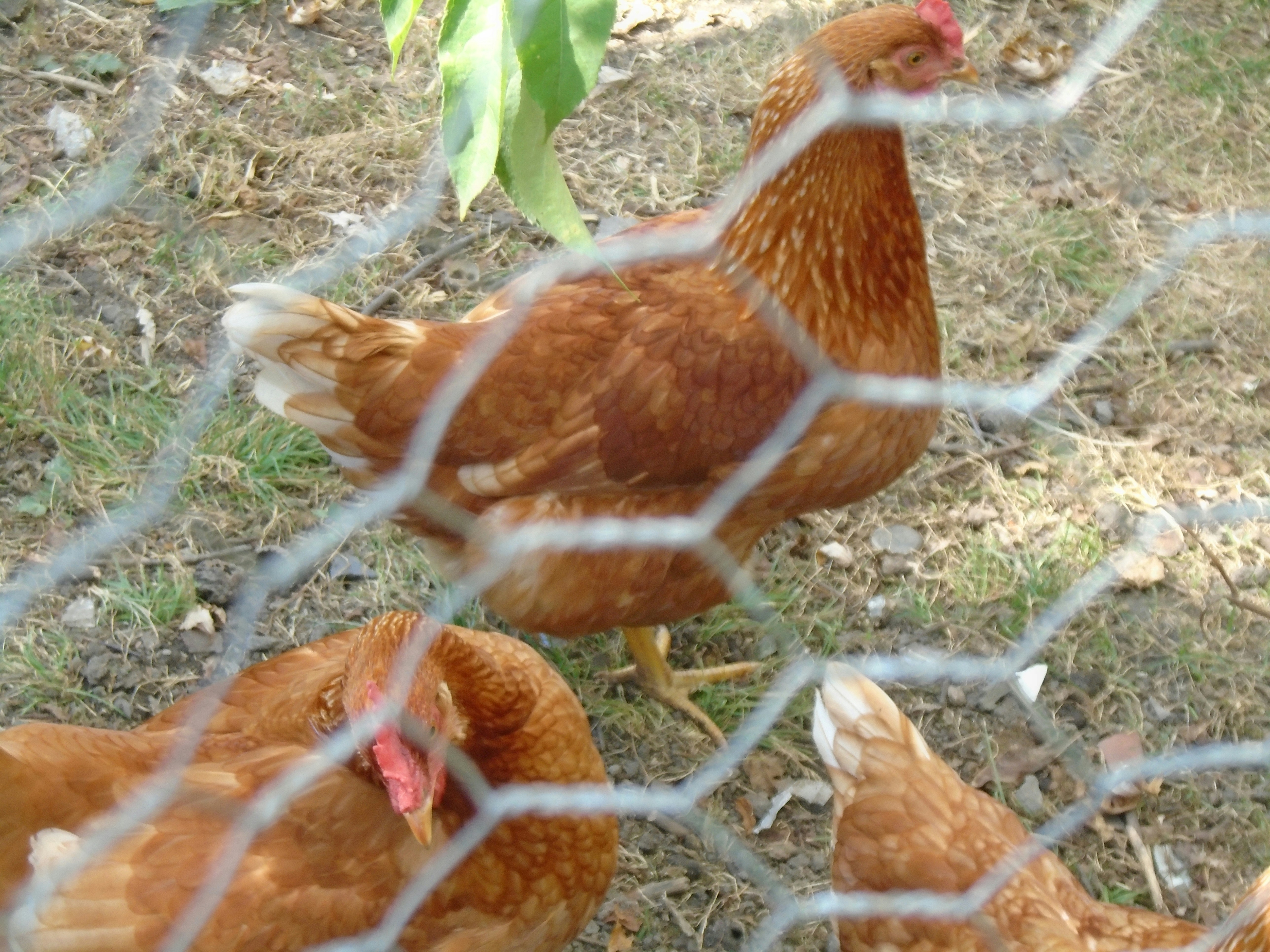 a chicken standing on the ground