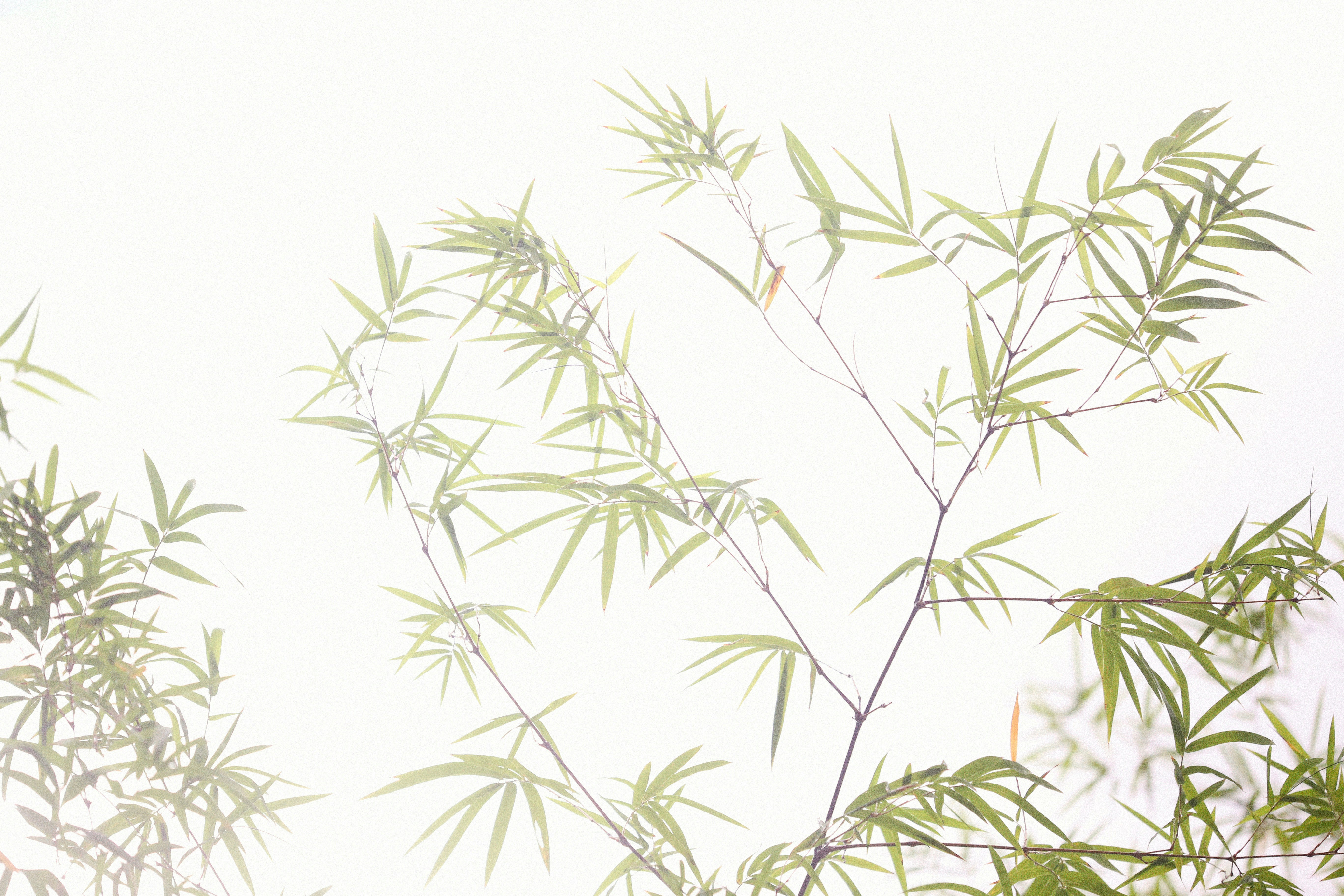 Photo by alexeydemidov