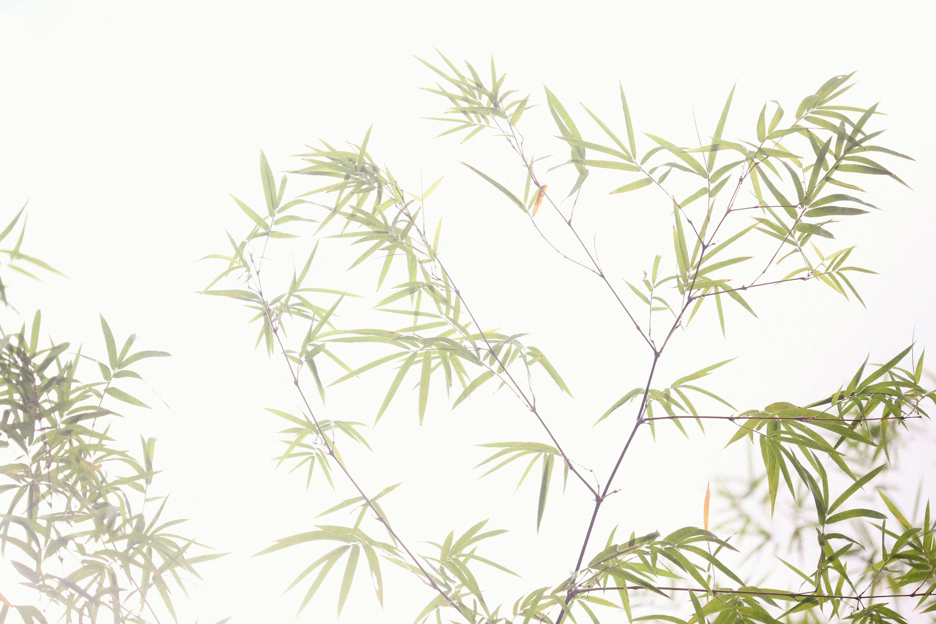 a close up of some leaves
